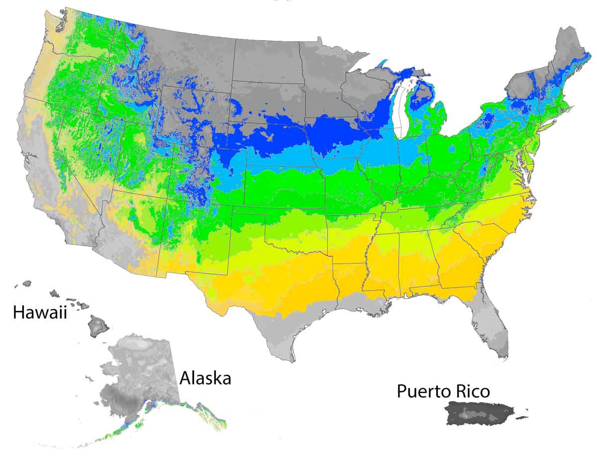 Jack® Dwarf Flowering Pear Tree Garden Gate Nursery